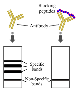 Phospho-Smad3 (Ser423+Ser425) Peptide